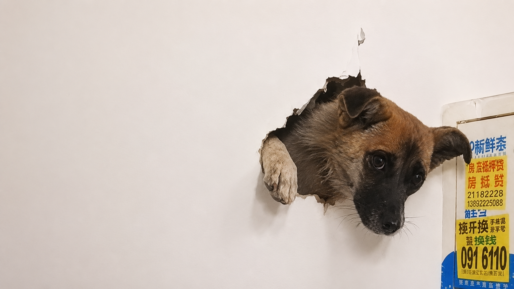 A dog looking out of a hole in a plaster wall